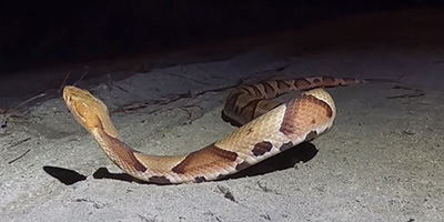 Trenton snake